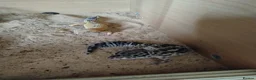 Gecko reptiles for sale: Geckos  - Advert 1