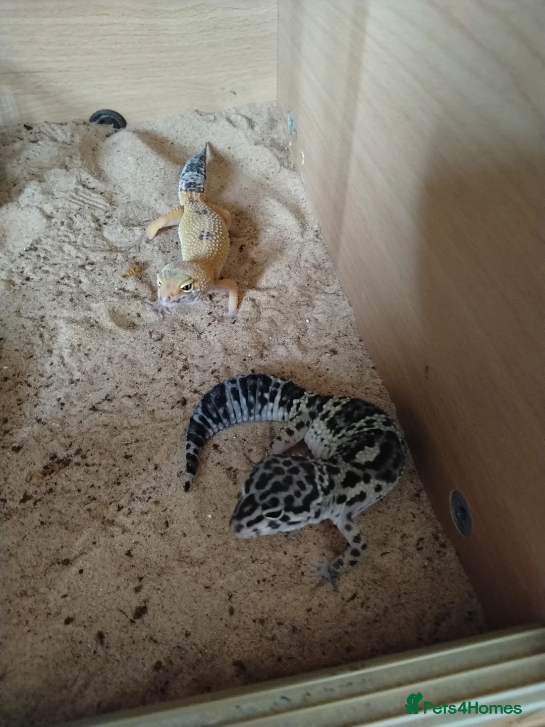 Gecko reptiles for sale: Geckos  - Advert 1