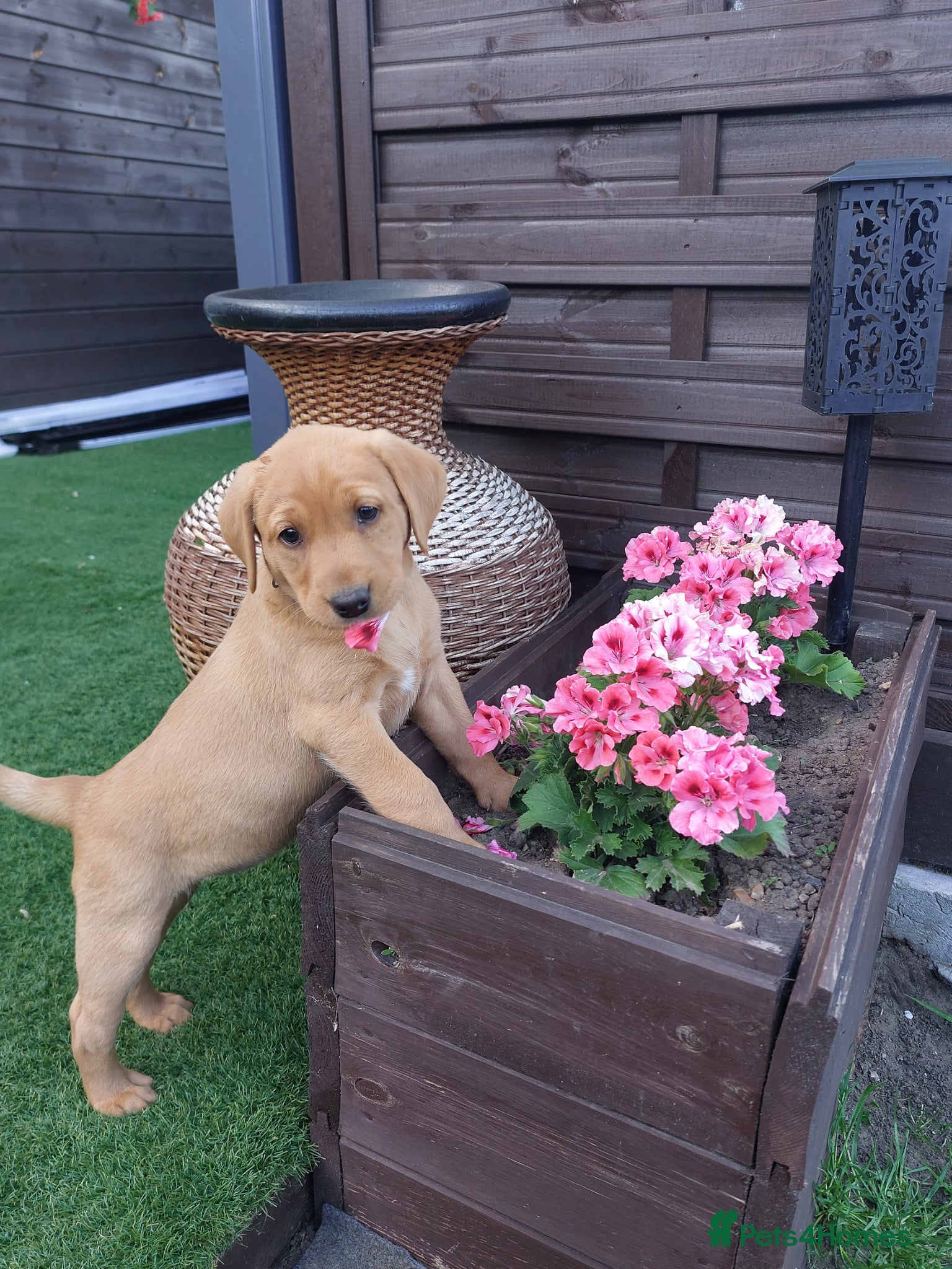 Labrador Retriever dogs Labrador retriever KC registered puppies - Advert 1