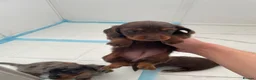 Miniature Dachshund dogs for sale: KC LONG HAIRED DACHSHUNDS  in Ipswich - Advert 5