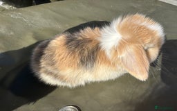 Mini Lop rabbits for sale: STUNNING baby mini lops - Image 6