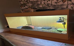 Tortoise reptiles for sale: Horsefield tortoise - Advert 1