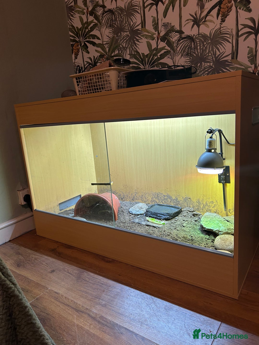 Tortoise reptiles for sale: Horsefield tortoise - Advert 1