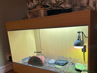 Tortoise reptiles Horsefield tortoise - Advert 1