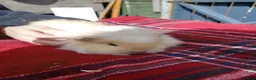 Guinea Pig rodents for sale: Swiss sows - Advert 3
