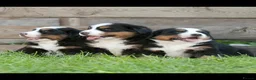 Bernese Mountain Dog dogs for sale: Gentle Friendly Bernese Mountain Dog For Good Home in Grimsby - Advert 7