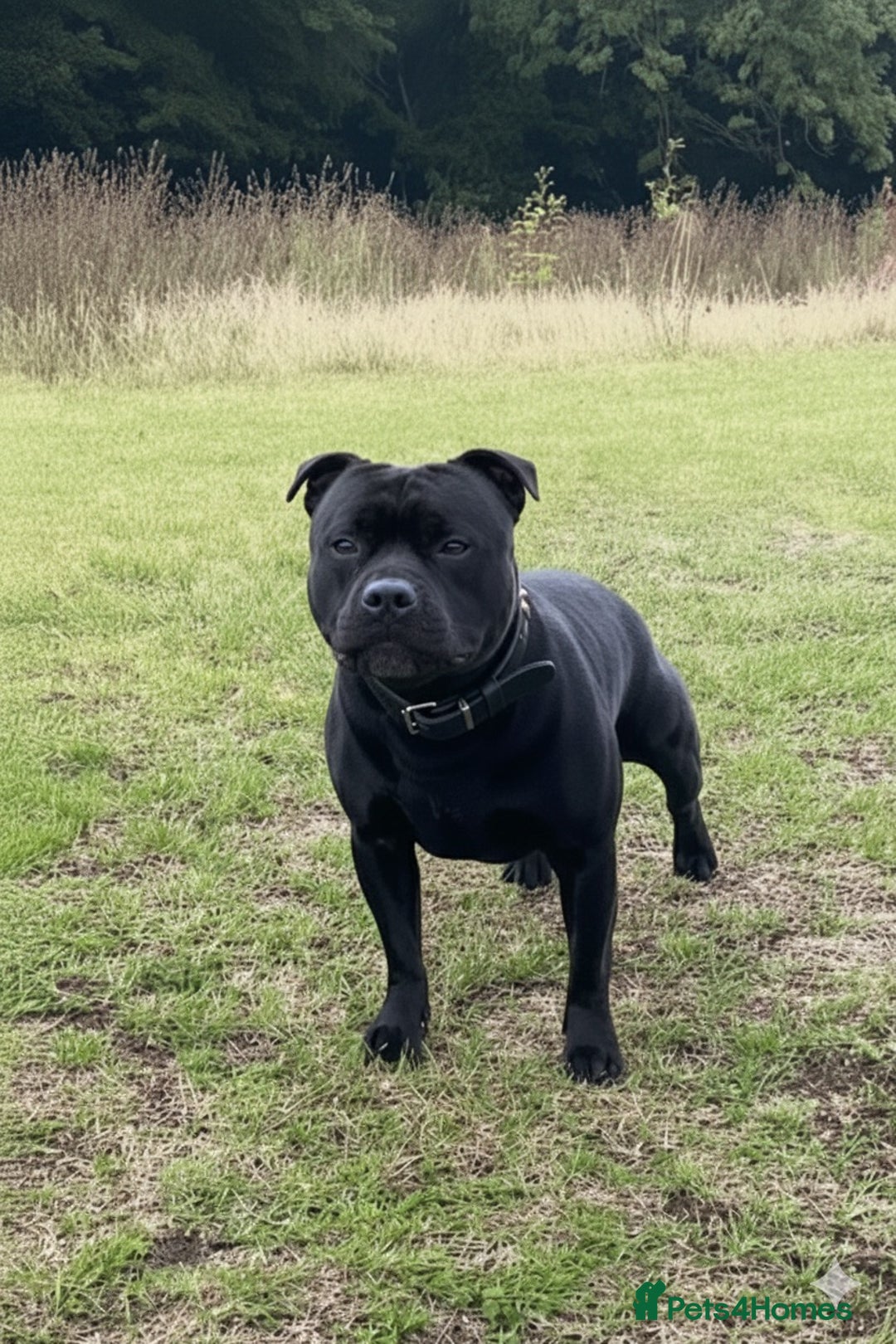 Staffordshire Bull Terrier dogs for stud: Phenomenal fertility- New Stud dog 2025 - Image 11