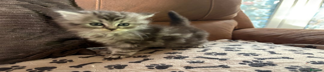 Persian Kitten 7
