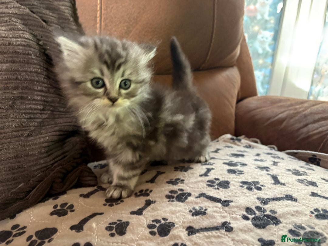 Persian cats for sale: Persian x kittens , 2 separate litters - Advert 13
