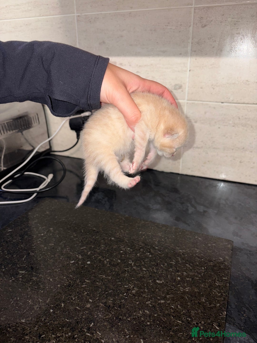 Bengal cats for sale: Bengal mixed Tabby - Advert 8