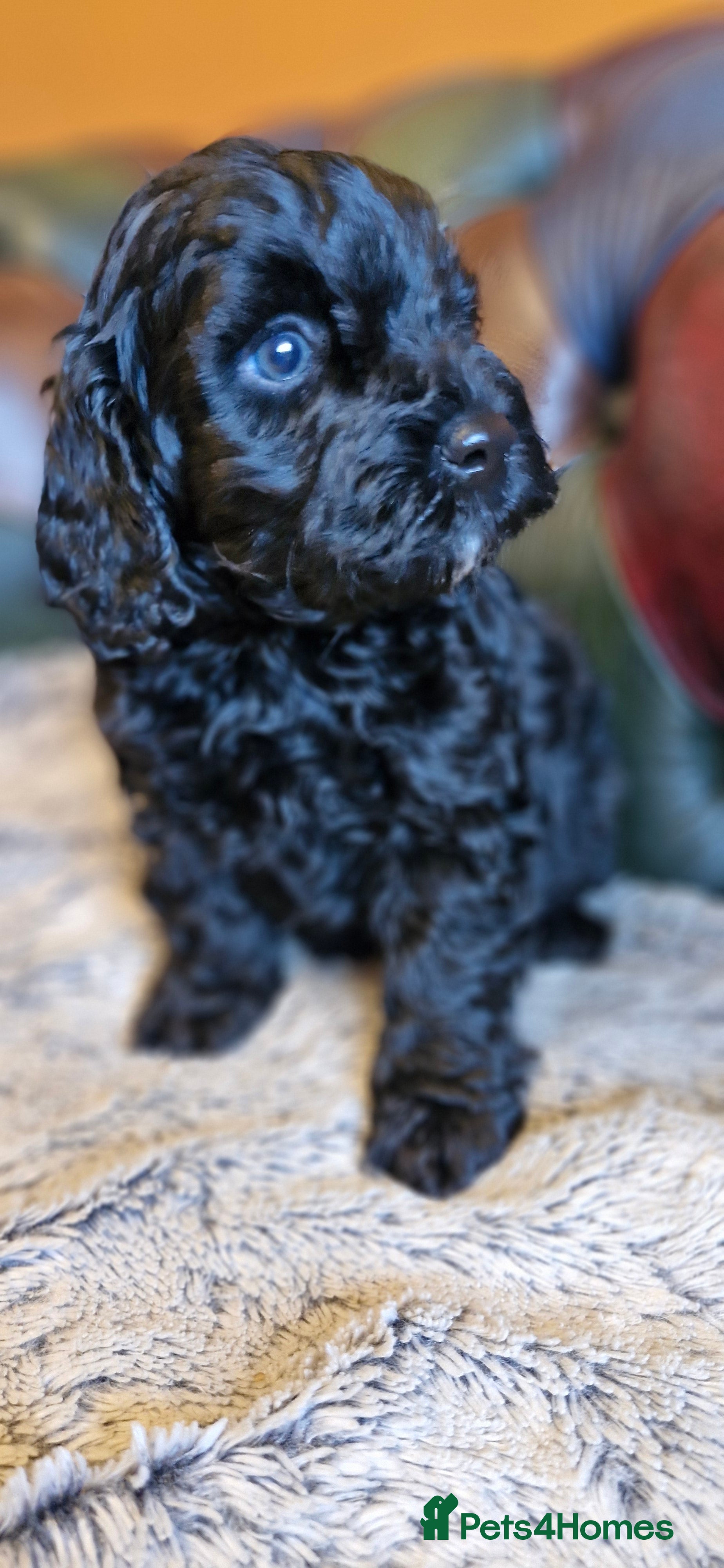 Cavapoo dogs Gorgeous F1b Cavapoo puppys Health tested parents  - Advert 12