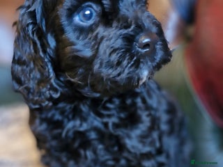 Cavapoo dogs Gorgeous F1b Cavapoo puppys Health tested parents - Advert 9