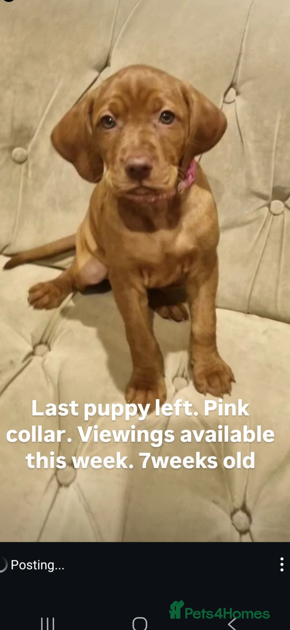 Hungarian Vizsla dogs Hungarian Russet Gold Vizsla Puppies.Non KC. - Advert 4