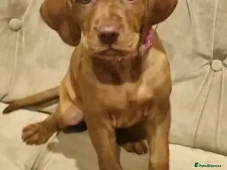 Hungarian Vizsla dogs Hungarian Russet Gold Vizsla Puppies.Non KC. - Advert 4