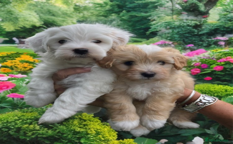 Mixed Breed dogs - Advert 2