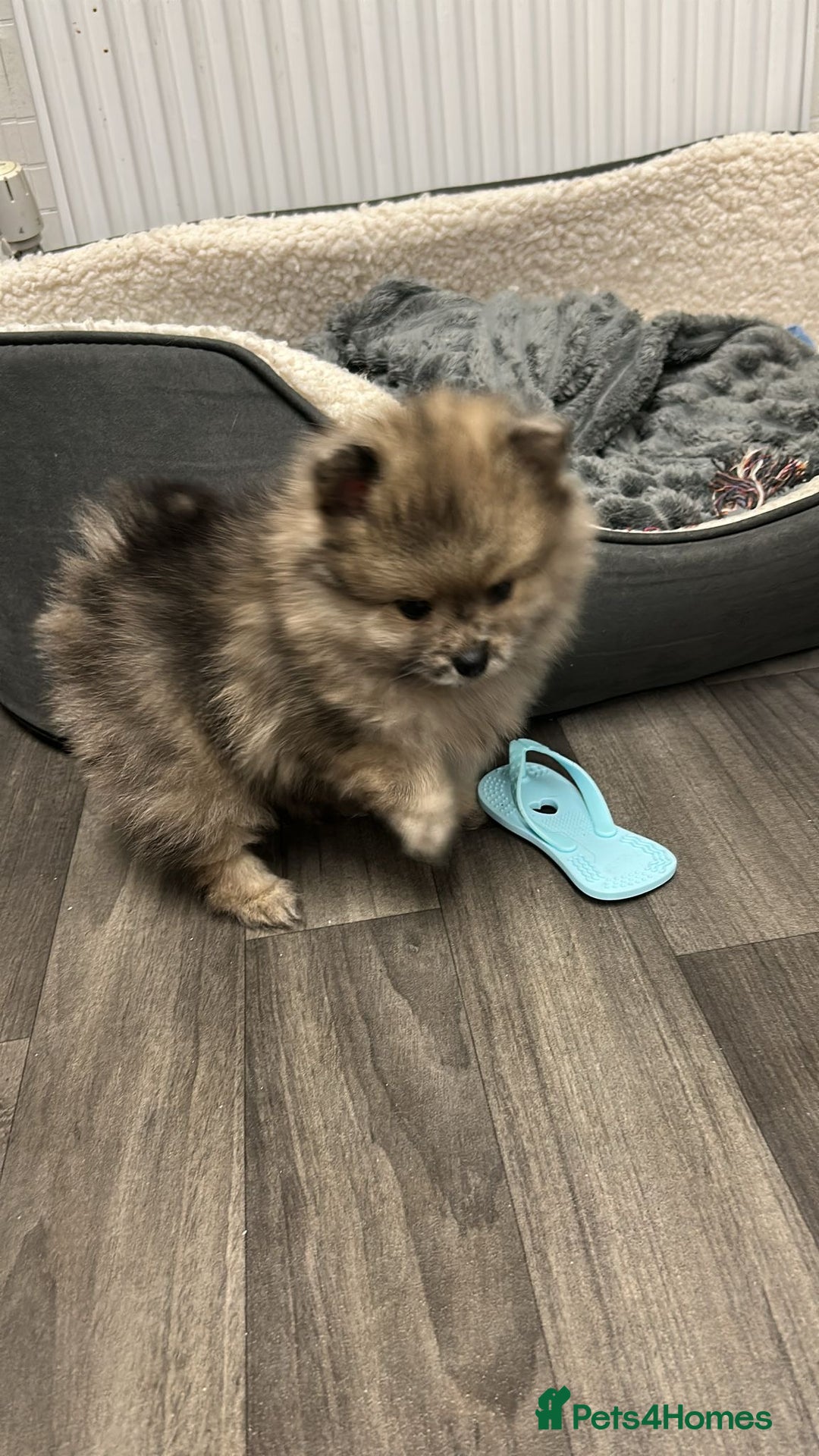 Pomeranian dogs for sale: Litter of pomeranians  - Advert 29