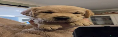 Goldador Puppy 1