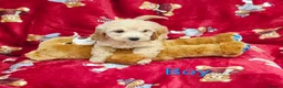 Cockapoo dogs for sale: ⚜️Pure Quality Cockapoos ⚜️ - Advert 4