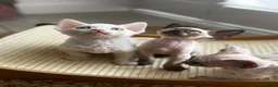 Devon Rex cats for sale: Exceptional FIFe Devon Rex Kittens 2 left only  - Advert 3