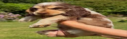 Cocker Spaniel dogs for sale: KC Show-type Chocolate & Choc Sable puppies - Advert 25