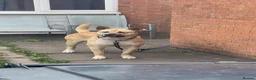 Mixed Breed dogs for sale: Alaskan malamute cross American bulldog  in Worksop - Advert 1