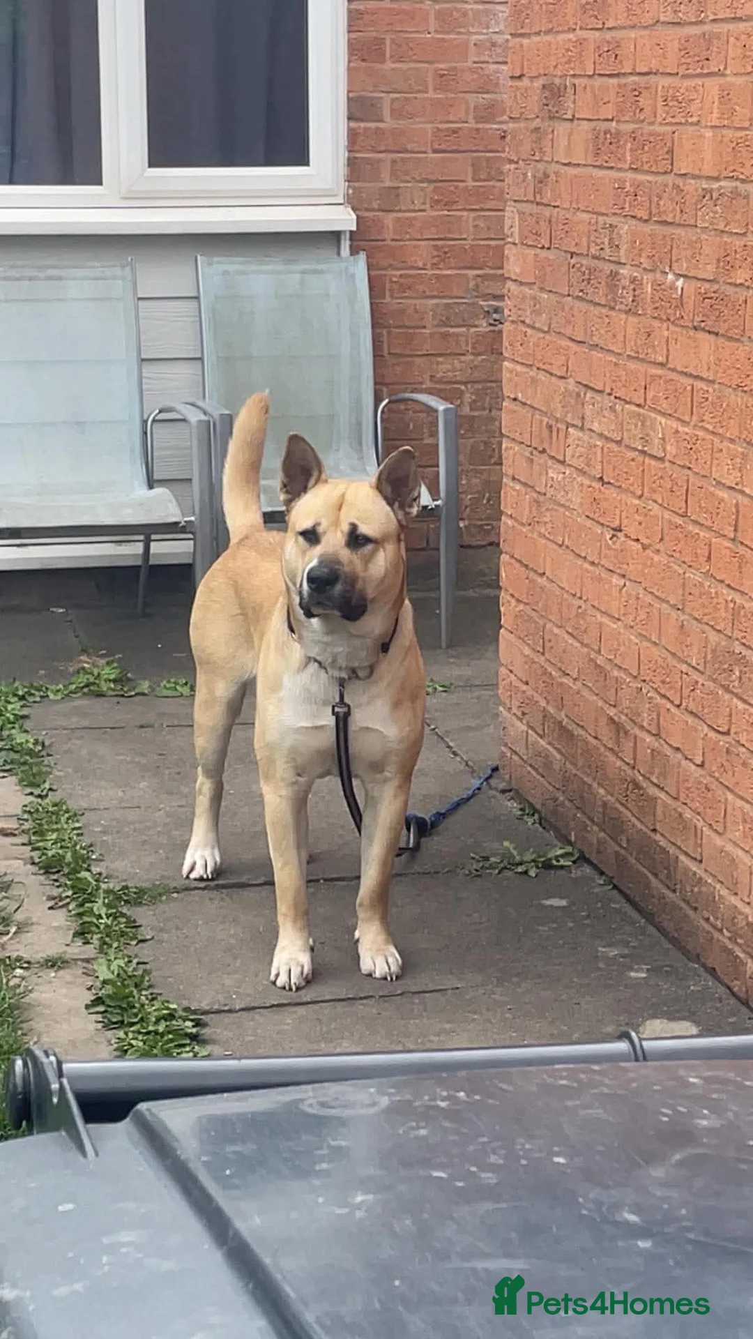 Mixed Breed dogs for sale: Alaskan malamute cross American bulldog  in Worksop - Advert 1
