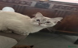 Ragdoll cats for sale: Stunning Seal Point Lynx Ragdoll For Sale. - Image 16