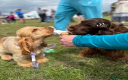 Cocker Spaniel dogs for sale: Outstanding show cocker pups - Image 25