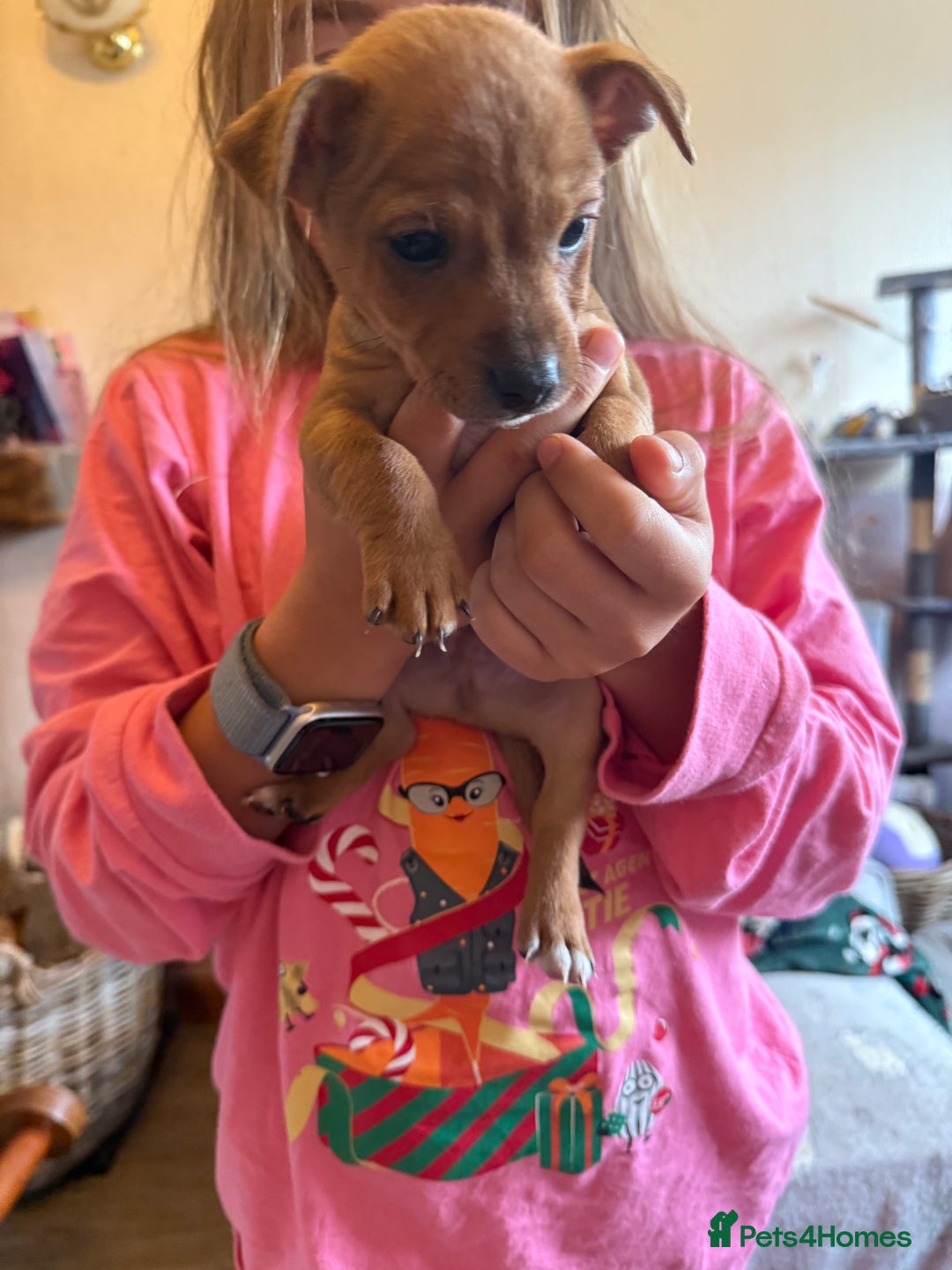 Jack Russell dogs for sale: Gorgeous Jack Russell Puppies - Image 4