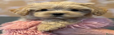 Maltipoo 5