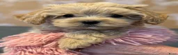Maltipoo dogs for sale: F1 Maltipoo’s READY NOW - Advert 5