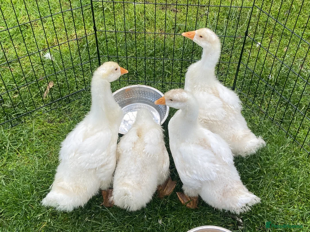 Geese poultry for sale: Stunning hand reared friendly Embden Gander - Advert 1