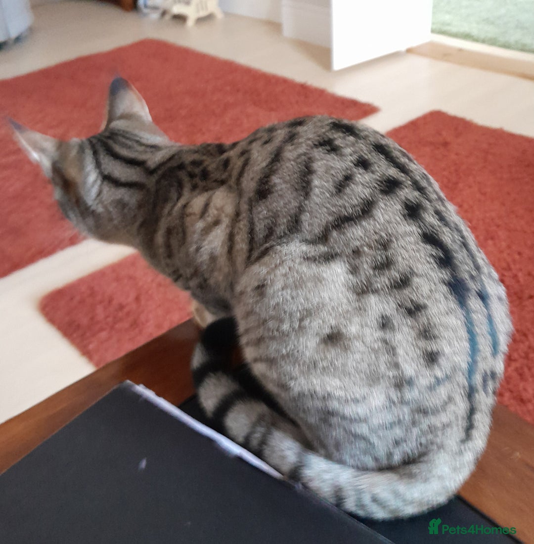 Savannah cats for sale: F5 Full Pedigree Tica Registered Girl Kitten - Advert 8