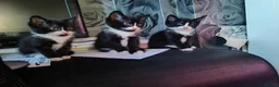Mixed Breed cats for sale: 3 kittens for sale  - Advert 6