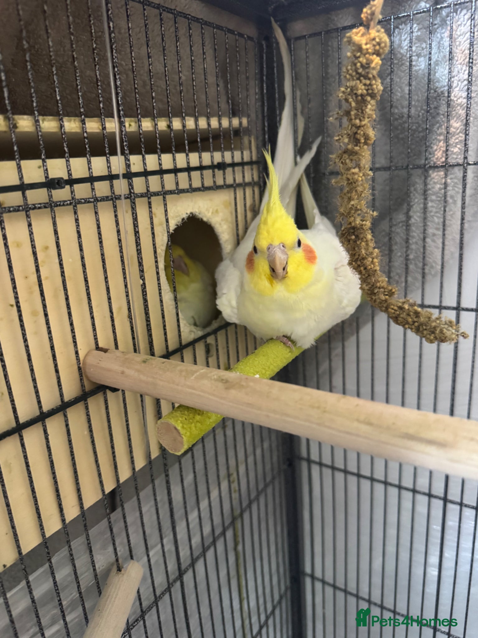 Cockatiels birds Cockatiels  - Advert 2