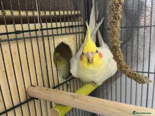 Cockatiels birds Cockatiels - Advert 2