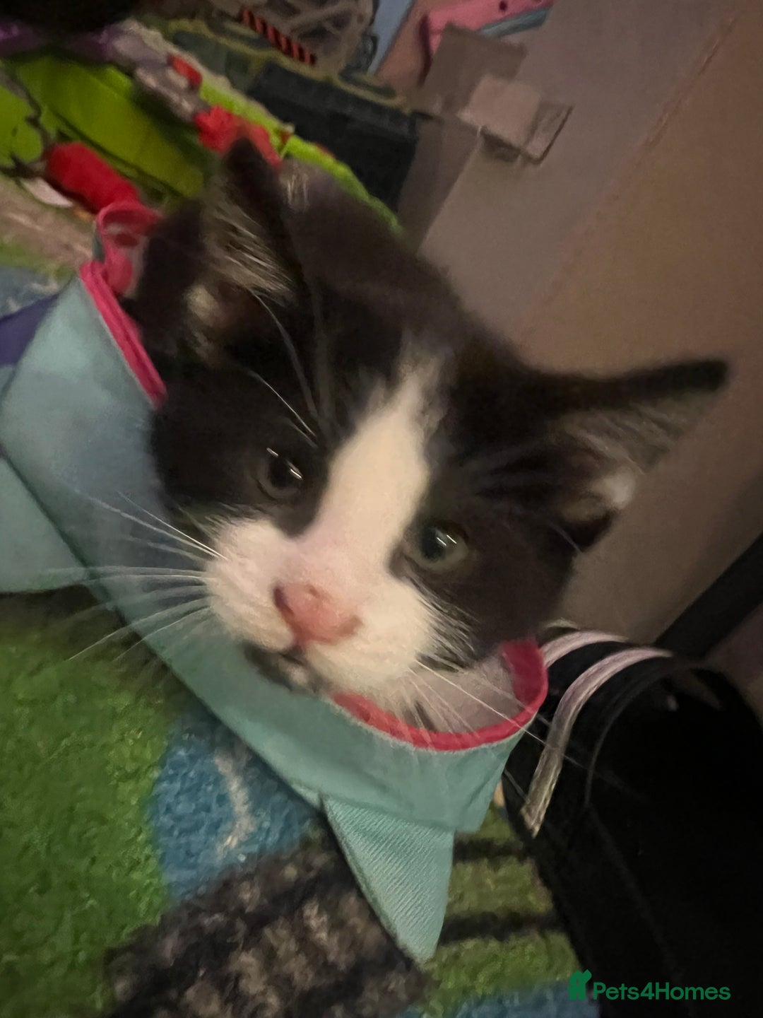 Maine Coon cats for sale: Kittens for sale  - Image 19