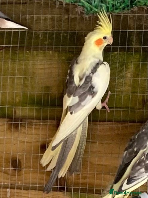 Cockatiels birds Cockatiels 9 weeks old  - Advert 1