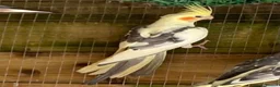 Cockatiels birds for sale: Cockatiels 9 weeks old  - Advert 1