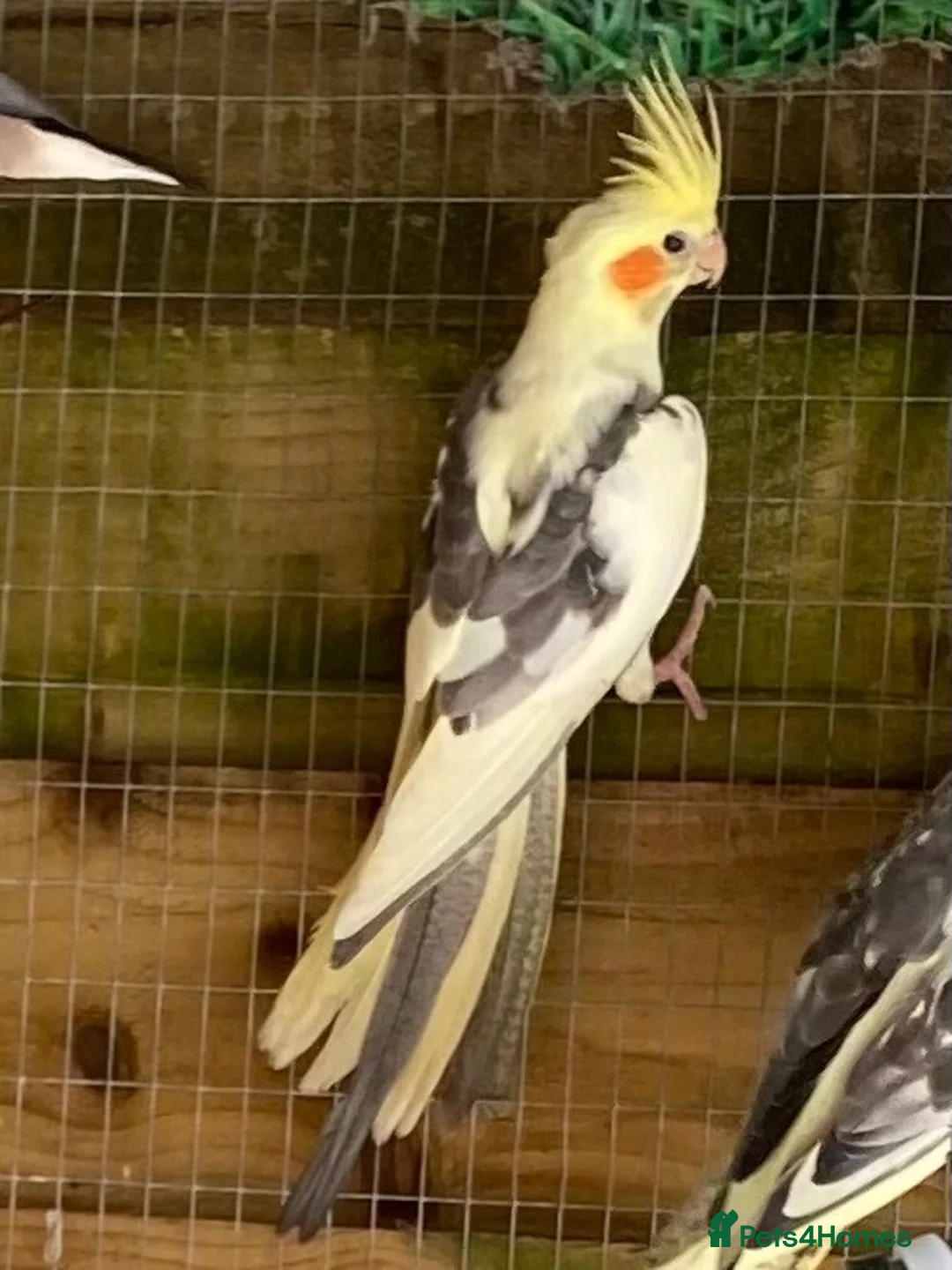 Cockatiels birds for sale: Cockatiels 9 weeks old  - Advert 1