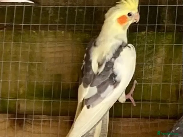 Cockatiels birds Cockatiels 9 weeks old - Advert 1