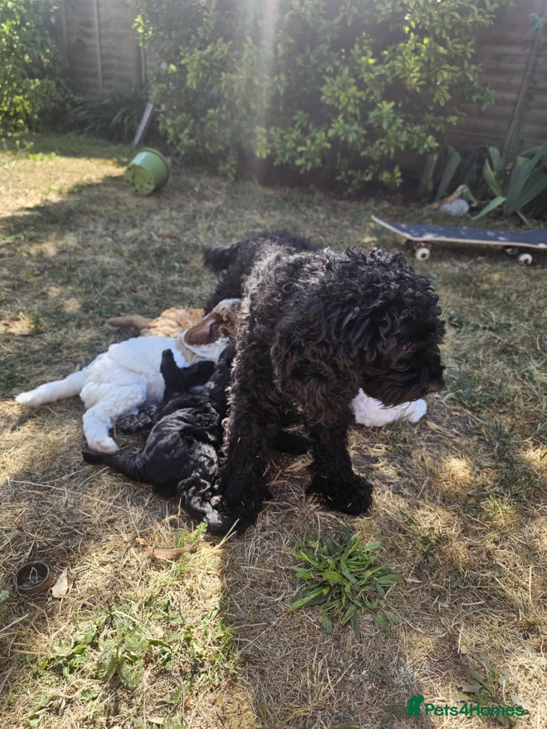 Cavapoo dogs for sale: Male cavapoo - Image 8