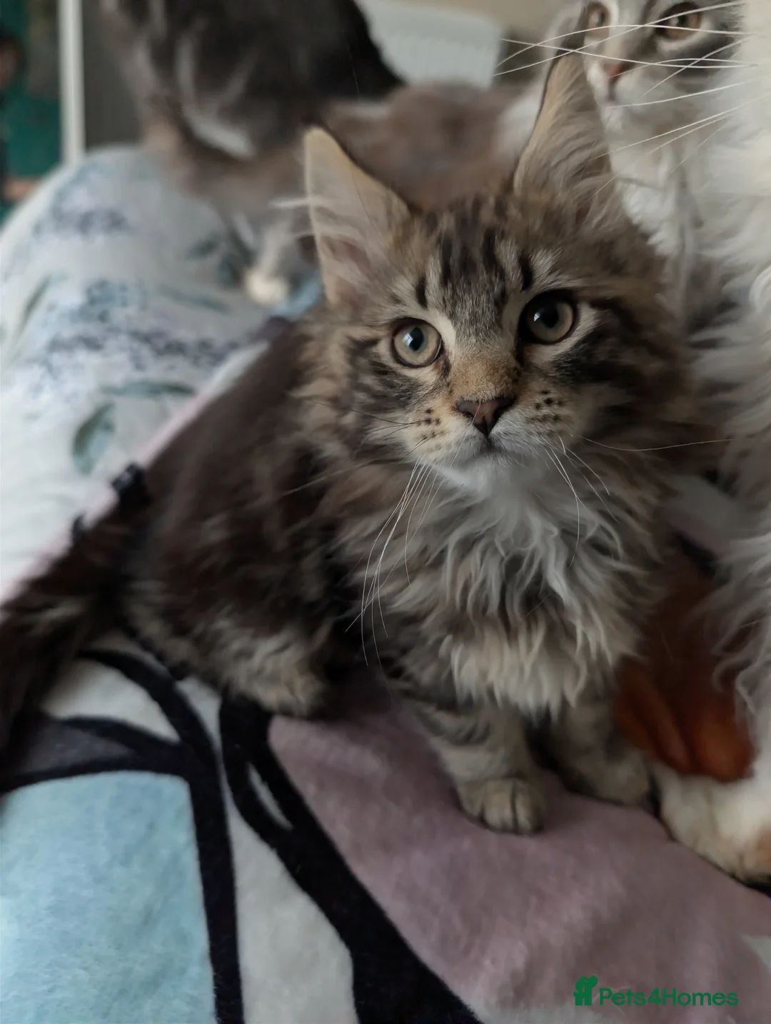 Maine Coon cats for sale: GCCF Maine Coon Kittens  - Advert 15