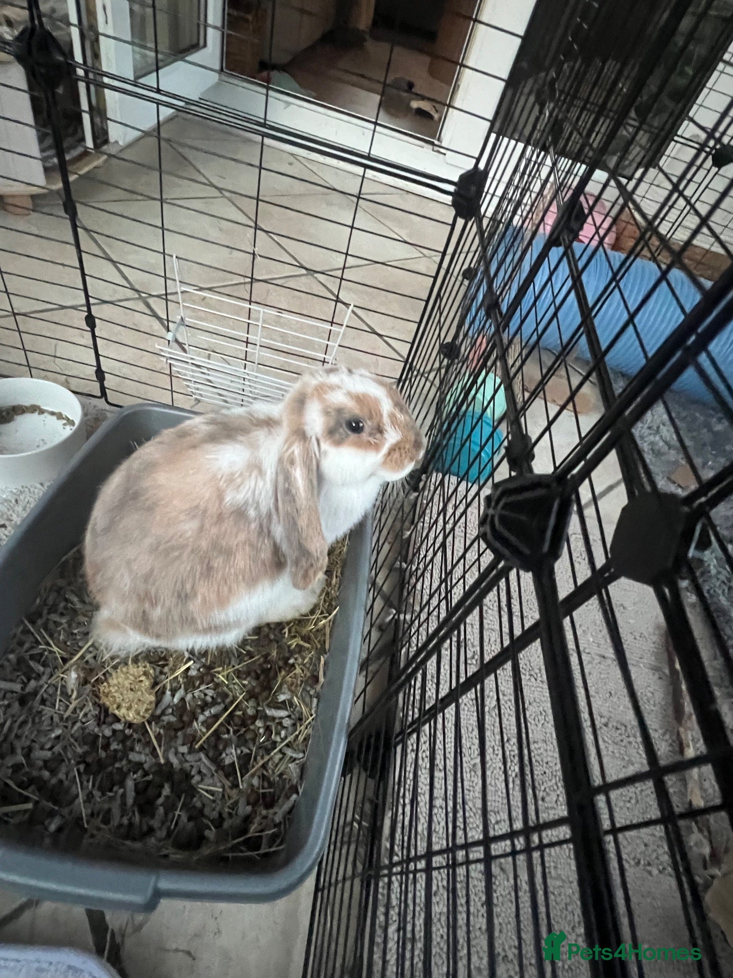 French Lop rabbits Urgent bunny rehoming  - Advert 8