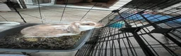 French Lop rabbits for sale: Urgent bunny rehoming  in Leicester - Advert 1