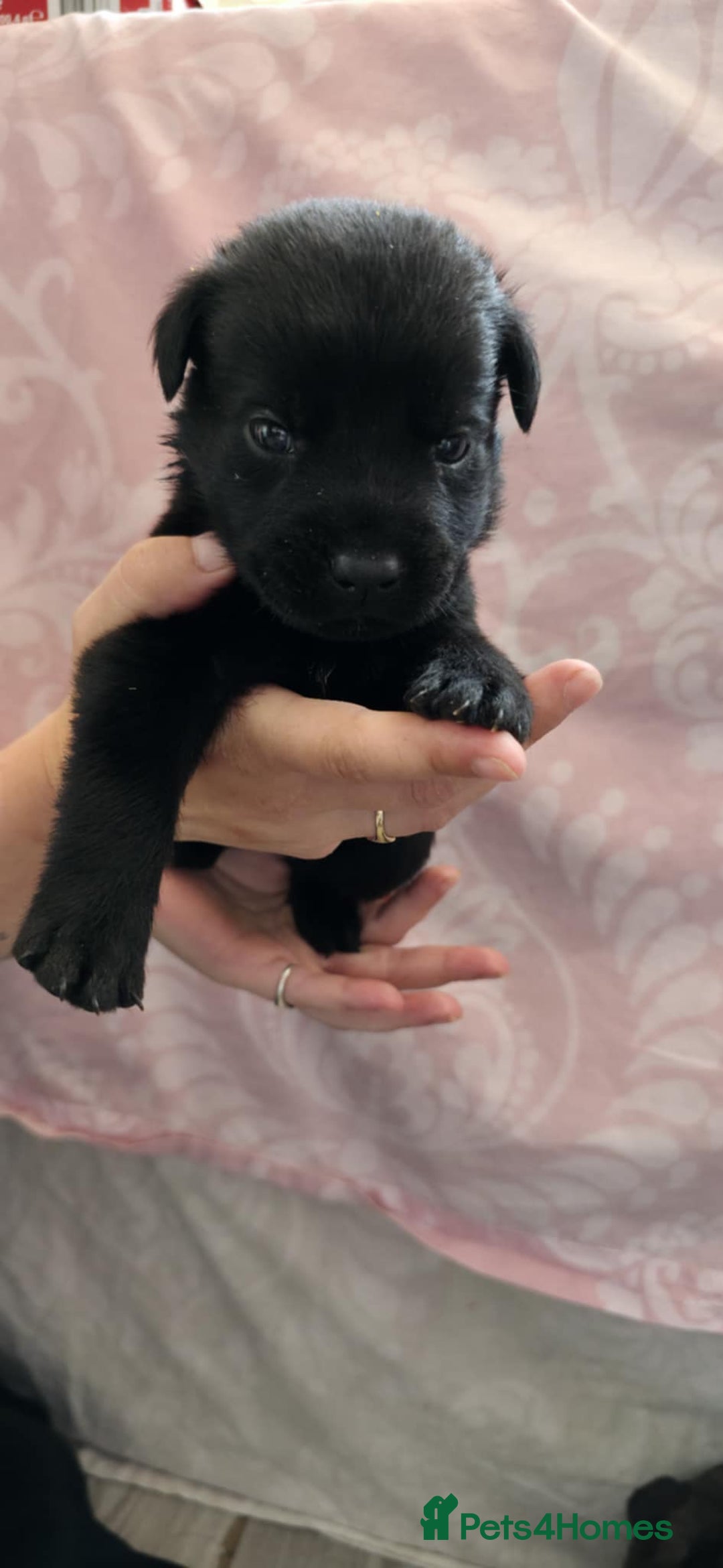 Mixed Breed dogs for sale: Mastiff x Rottweiler  - Image 6