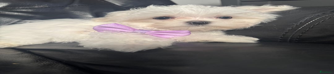 Little girl purple collar 
