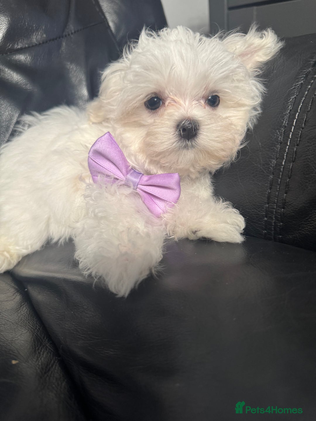 Maltese dogs for sale: 🥰 Gorgeous puppies 🥰🥰 - Image 7