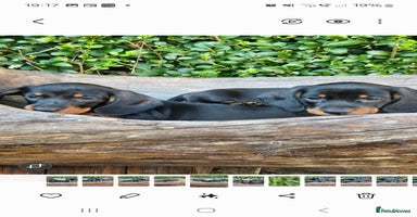 Miniature Dachshund dogs - Advert 11
