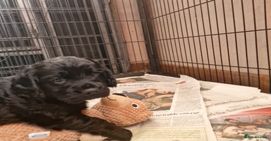 Cocker Spaniel dogs Cocker Spaniel Puppies - Advert 16